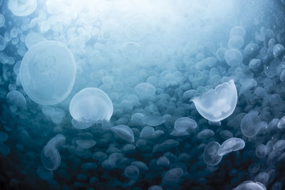 A group of jellyfish in notojima, ishikawa ,japan