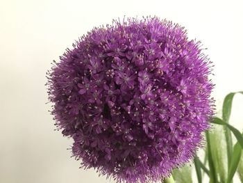 Close-up of purple flowers blooming outdoors