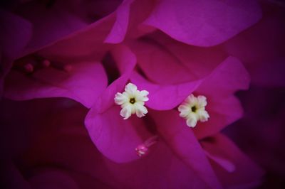 Close-up of pink flowers