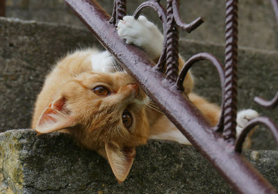 High angle view of cat