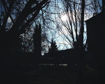 Silhouette of bare trees in forest