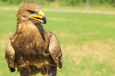 Close-up of eagle on field