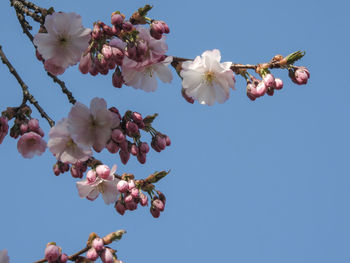 Low angle view of cherry blossoms against sky