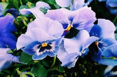 Close-up of white flowers blooming outdoors