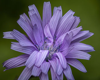 Close-up of purple flowering plant