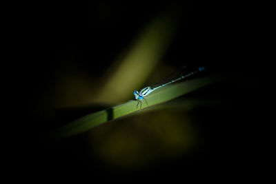 Close-up of insect on leaf against blurred background