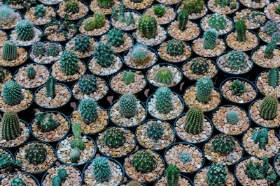 Full frame shot of succulent plant