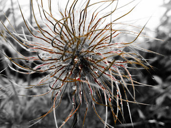 Close-up of flower tree