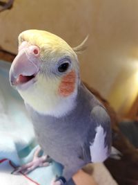 Close-up of a bird