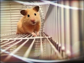 Portrait hamster in cage