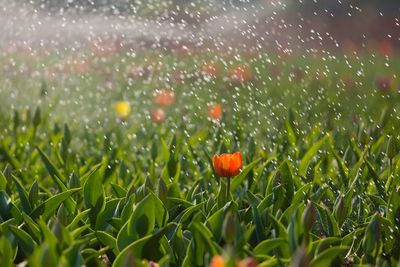 Close-up of wet orange flower on field