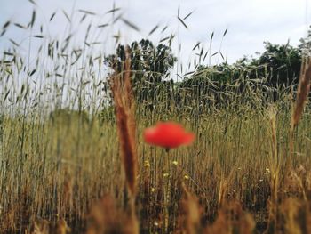 Close-up of red flowering plant on field