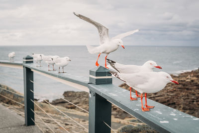 Seagulls perching on railing against sea