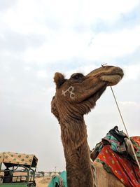 Low angle view of horse against sky