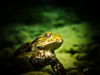 Close-up of frog in sea