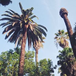 Low angle view of palm trees