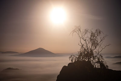 Beautiful mystical pink fog in autumn moon night. colorful fog with enchanted trees without leaves.