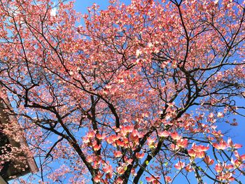 Low angle view of pink cherry blossoms in spring