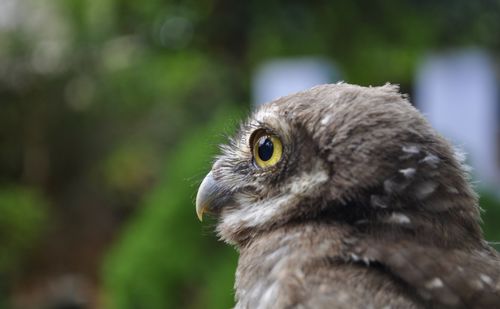 Close-up of owl