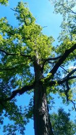 Low angle view of tree against clear blue sky