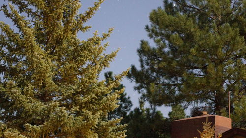 Close-up of trees against sky during autumn