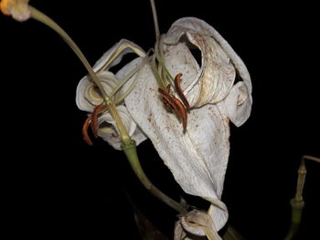 Close-up of animal skull against black background