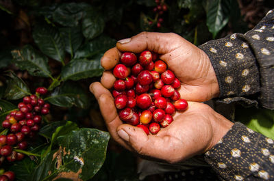 Cropped hands of person holding red berry fruits outdoors