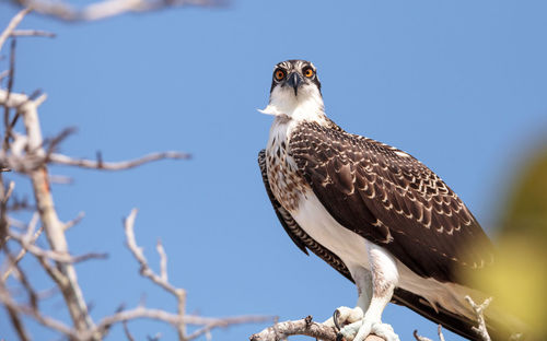 Osprey bird of prey pandion haliaetus perches on a tree at clam pass in naples, florida 