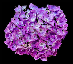 Close-up of pink hydrangea flowers against black background