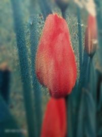 Close-up of red poppy flower