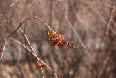 Close-up of dry leaves on branch