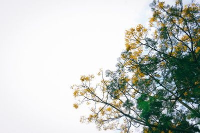 Low angle view of tree against clear sky