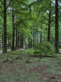 Trees in forest