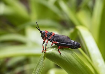 Close-up of insect on leaf