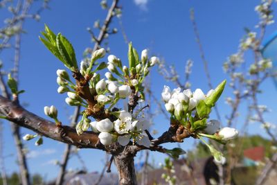 Close-up of white cherry blossoms in spring