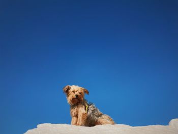 Low angle view of dog against clear blue sky