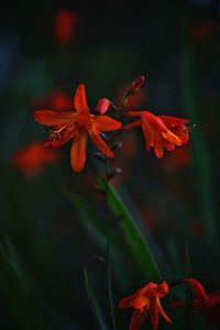 Close-up of red flowers blooming outdoors