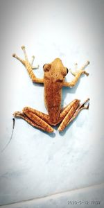 High angle view of crab on table