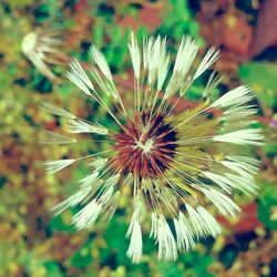 Close-up of dandelion