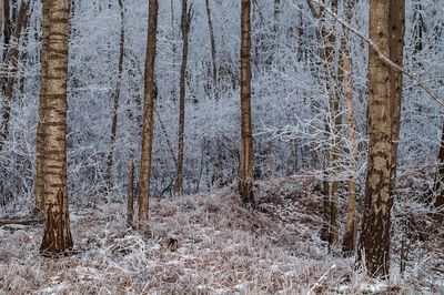 Full frame shot of trees