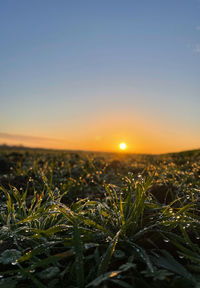 Scenic view of field against clear sky during sunset