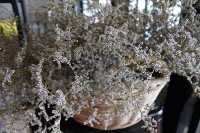 Close-up of frozen plant