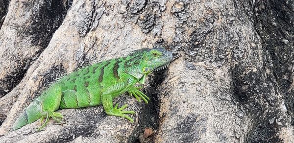 Close-up of lizard on tree trunk