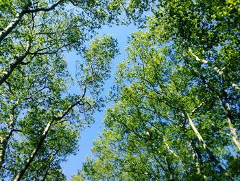 Low angle view of trees