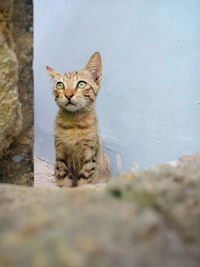 Portrait of cat against wall