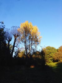 Trees on field against clear blue sky