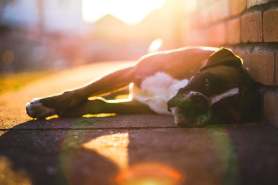 Boxer lying on footpath by wall during sunset