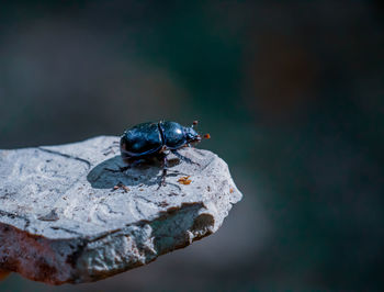 High angle view of fly on leaf