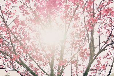 Low angle view of pink flowers growing on tree against sky