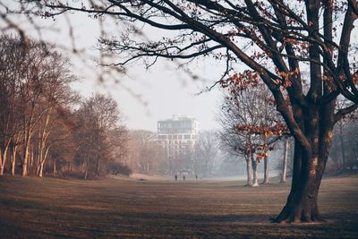 Trees on field